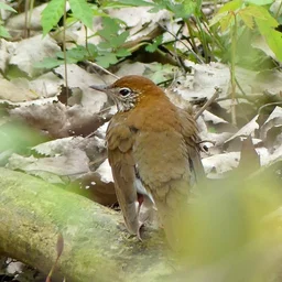 Bird Song icon